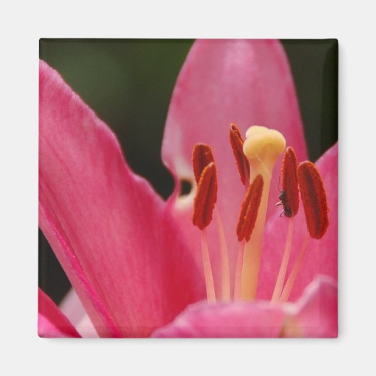 Denk aan Pink Lily Magnet (Voorkant)