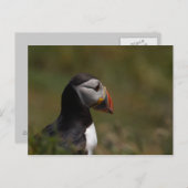 Denk aan Puffin Briefkaart (Voorkant / Achterkant)