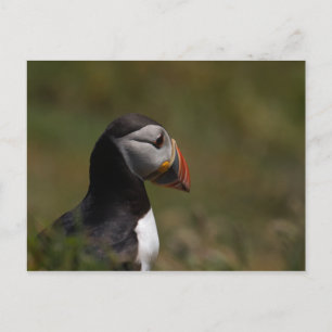 Denk aan Puffin Briefkaart
