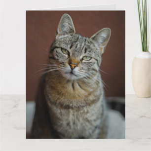 DENK AAN U HANDSOME TABBY CAT-WENSKAARTEN KAART