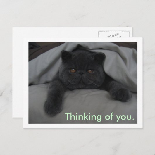 Denk aan u - ik mis u - Briefkaart kat (Voorkant / Achterkant)