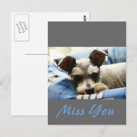 Denk aan U, lieve Mini Schnauzer Briefkaart (Voorkant / Achterkant)