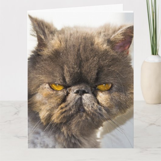 DENK AAN U PERSIAN CAT-WENSKAARTEN KAART (Voorkant)