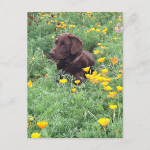 Denk aan uw Chocolate Labrador Dog Poppy Patch Briefkaart