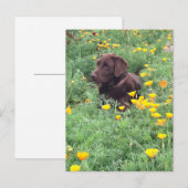 Denk aan uw Chocolate Labrador Dog Poppy Patch Briefkaart (Voorkant / Achterkant)