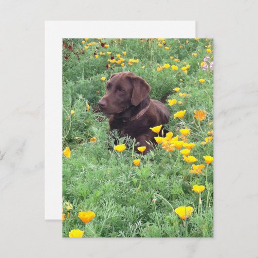Denk aan uw Chocolate Labrador Dog Poppy Patch Briefkaart (Voorkant / Achterkant)