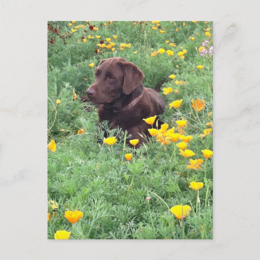 Denk aan uw Chocolate Labrador Dog Poppy Patch Briefkaart (Voorkant)