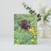 Denk aan uw Chocolate Labrador Dog Poppy Patch Briefkaart (Staand voorkant)