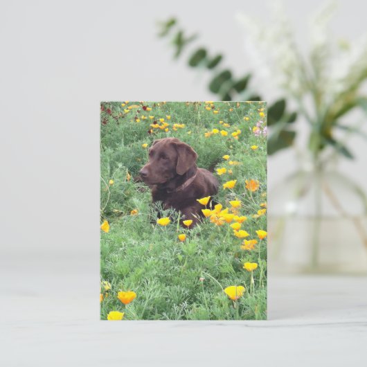 Denk aan uw Chocolate Labrador Dog Poppy Patch Briefkaart (Staand voorkant)