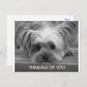 Denk aan You Yorkshire Terrier Puppy Briefkaart (Voorkant / Achterkant)