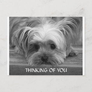 Denk aan You Yorkshire Terrier Puppy Briefkaart