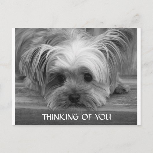 Denk aan You Yorkshire Terrier Puppy Briefkaart (Voorkant)