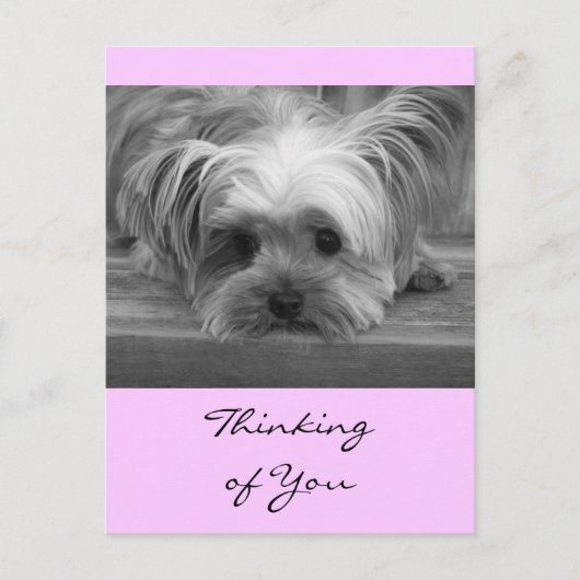Denk aan You Yorkshire Terrier Puppy Post Card Briefkaart (Voorkant)