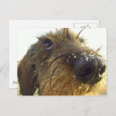 Denk daar eens over na... schattig Dachshund Briefkaart (Voorkant / Achterkant)