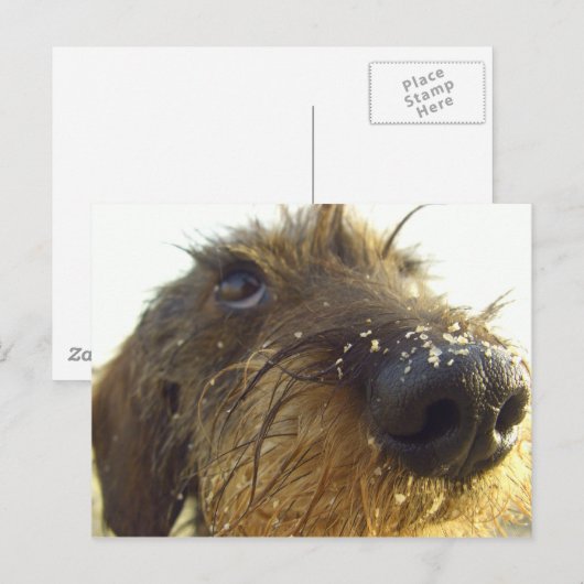 Denk daar eens over na... schattig Dachshund Briefkaart (Voorkant / Achterkant)