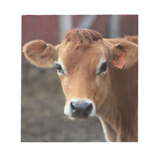 Denk je niet dat ik een mooie Jersey Cow ben? Notitieblok (Voorkant)