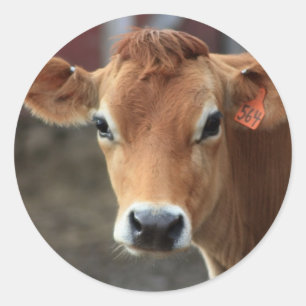 Denk je niet dat ik een mooie Jersey Cow ben? Ronde Sticker