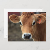 Denk je niet dat ik Jersey Cow ben? Briefkaart (Voorkant / Achterkant)