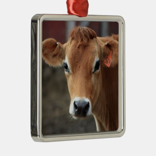 Denk je niet dat ik  Jersey Cow ben? Metalen Ornament (Rechts)
