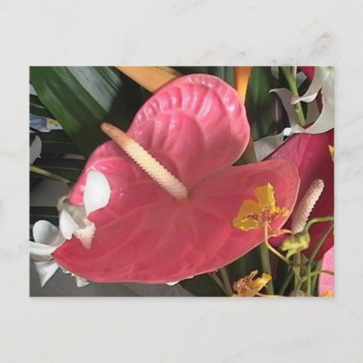 Denk roze briefkaart (Voorkant)