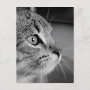 denkbeeld voor zwart-wit kattepapier briefkaart