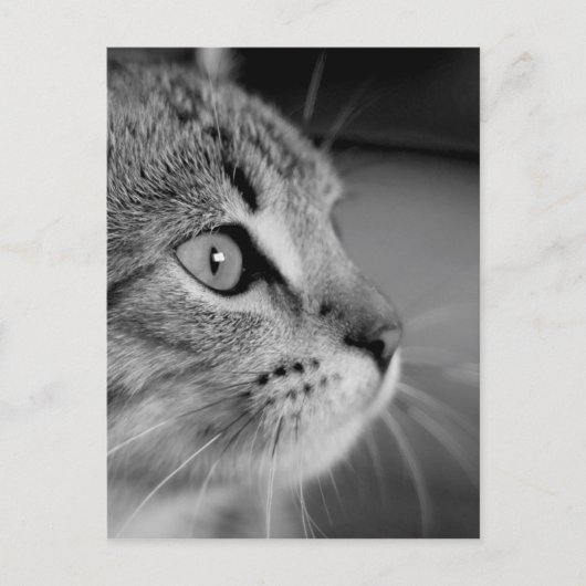 denkbeeld voor zwart-wit kattepapier briefkaart (Voorkant)