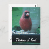 Denken aan jou kardinaal briefkaart (Voorkant / Achterkant)