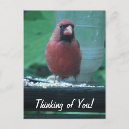 Denken aan jou kardinaal briefkaart