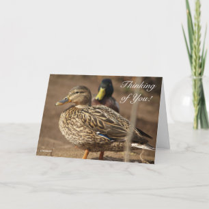 Denken aan jullie Ducks Kaart
