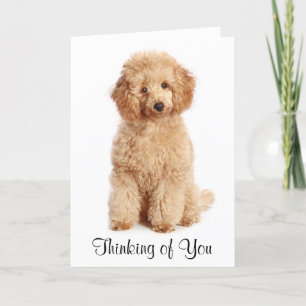 Denken aan u Apricot Poedel Puppy Dog Kaart