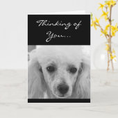 Denken aan u Poedel hond wenskaart Kaart (Gele Bloem)
