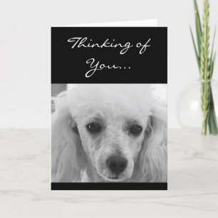 Denken aan u Poedel hond wenskaart Kaart