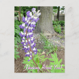 Denken over je Paarse lupine bloemen Briefkaart