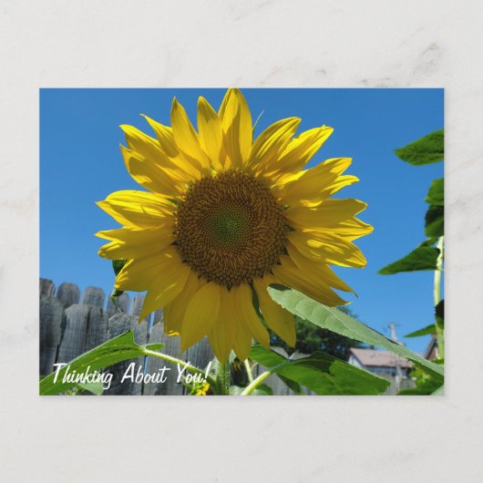 Denken over jou Zonnebloemenfotografie Briefkaart (Voorkant)