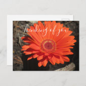 denken van u Oranje Gerbera Daisy Foto Briefkaart (Voorkant / Achterkant)