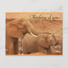 Denkend Aan Jou Afrikaanse Olifanten Briefkaart