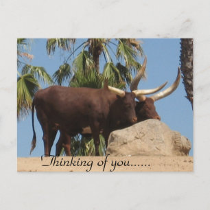 Denkend Aan Jou Afrikaanse Watusi Rundvee Briefkaart