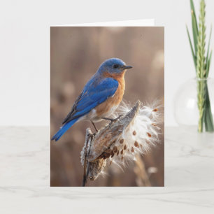 Denkend aan Jou Blauw vogeltje op een Zijdeplantpe Kaart