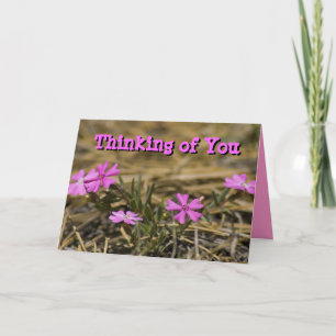 Denkend aan Jou Leeg van Binnen Roze Phlox Wilde B Kaart