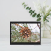 Denneappel Briefkaart (Staand voorkant)