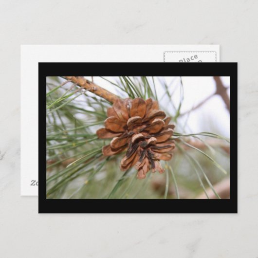 Denneappel Briefkaart (Voorkant / Achterkant)