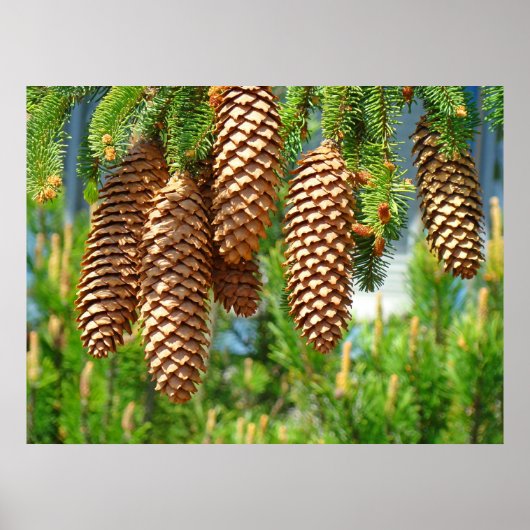 Dennenappel Goudbruine Fijnkunst Fotoprint Poster (Voorkant)