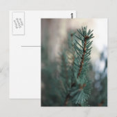 Dennenbomen Briefkaart (Voorkant / Achterkant)
