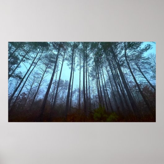 Dennenbomen in de Mist Poster (Voorkant)