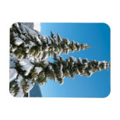 Dennenbomen onder de sneeuw magneet (Horizontaal)