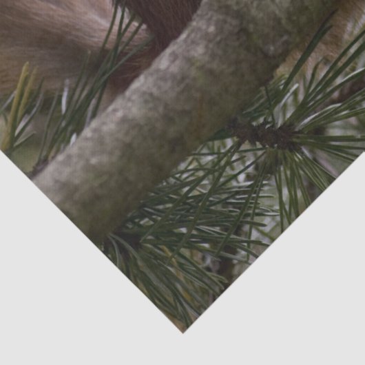 dennenboom eekhoorn tissuepapier (Detail)