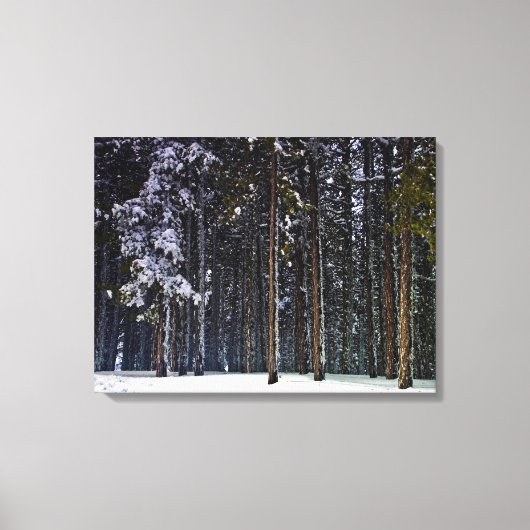 dennenbos met sneeuw-Cyprus Canvas Afdruk (Voorkant)