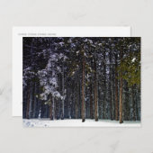 dennenbos met sneeuwwinter-Cyprus Briefkaart (Voorkant / Achterkant)