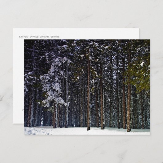 dennenbos met sneeuwwinter-Cyprus Briefkaart (Voorkant / Achterkant)
