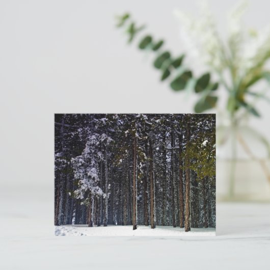 dennenbos met sneeuwwinter-Cyprus Briefkaart (Staand voorkant)